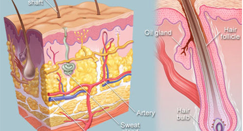 Anatomia e flokut