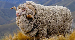 Raca Merino e deleve ofron informata të dobishme për flokët dredha